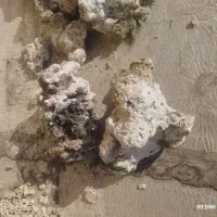 لوازم آکواریوم ماهی|ماهی|تهران, ایرانشهر|دیوار