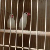 فنچ نرگسی|پرنده|مشهد, زمانه|دیوار