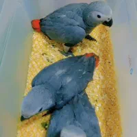 جوجه کاسکو،کاکادو،آرا،ماکائو