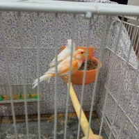 قناری|پرنده|مشهد, کوی سیدی|دیوار