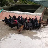 فروش مرغ و خروس کرمانشاهی