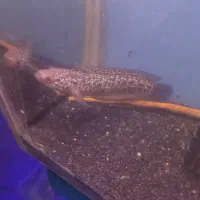 ماهی چانا اسکار فایتر زیر قیمت