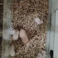 همستر و آکواریم|موش و خرگوش|نجف‌آباد, هفده شهریور|دیوار