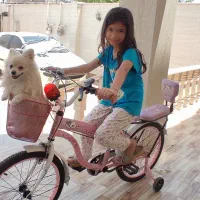 فروش سگ پامرانیان