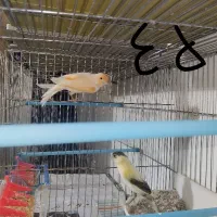 فروش10جفت قناری روی تخم و جوجه به صورت کلی و یک جا|پرنده|شاهرود, |دیوار