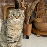 جفت گیری گربه نر|گربه|پرند, فاز ۴|دیوار