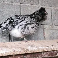 تخم مرغ گلین ریشو چهل تاج اصیل|حیوانات مزرعه|گرگان, |دیوار