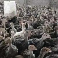 جوجه بوقلمون دوماهه اکثرن نر