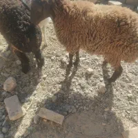 سه عدد بره مال جنس یک نر ودوماده|حیوانات مزرعه|قائن, |دیوار