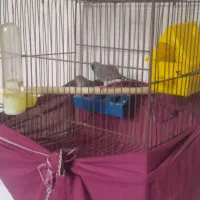 فنچ|پرنده|گهواره, |دیوار