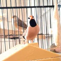 فنچ کرواتی جفت مولد|پرنده|تهران, دبستان|دیوار