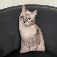 عروسک سرگرمی پت