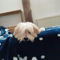 سگ شیتزو ماده ۶ ماهه