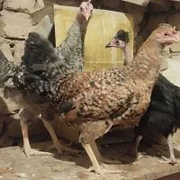 مرغ خروس تازه کار
