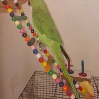 طوطی ملنگو۸ماهه رام دوست داشتنی