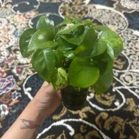 گل پتوس ۲۰ تومان