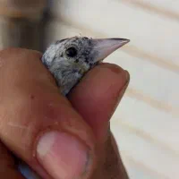 جوه سهره نر گل کرده|پرنده|کوهدشت, |دیوار