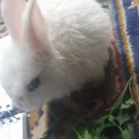 خرگوش