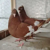 اشعل سرخ سرک