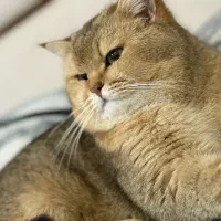 جفتگیری ny24|گربه|مشهد, هنرستان|دیوار