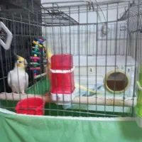 عروس هلندی|پرنده|صالح آباد, |دیوار