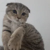 اسکاتیش تبی گلد جنسیت نر