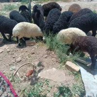 بره پرواری|حیوانات مزرعه|برخوار, |دیوار