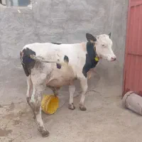 یک راس نر دو راس ماده