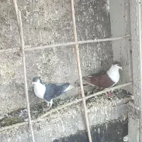 چند تا نر زدوخوردی