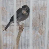 قناری طوسی و طلایی سوپر