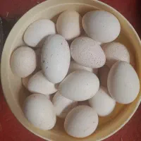 تخم غاز و بوقلمون