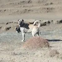 گمشده|سگ|ارومیه, |دیوار