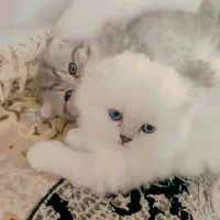 گربه اسکاتیش