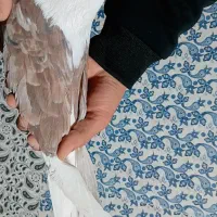 پشت سرور تهرانی|پرنده|کرمان, |دیوار