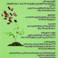 خاک تفاله قهوه گلدان|گل و گیاه طبیعی|مشهد, کوشش|دیوار