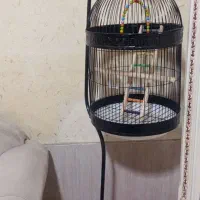 قفس عروس هلندی و طوطی