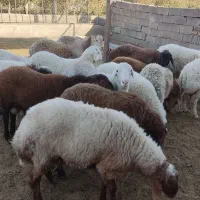 بره نر چاق|حیوانات مزرعه|تربت جام, پاسداران|دیوار