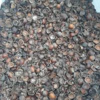 مغز گیری فندق سیاه|خوردنی و آشامیدنی|رحیمآباد, |دیوار