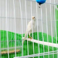 سهره ۴ گل و قناری مست شلاقی زنگی|پرنده|مشهد, کوی دروی|دیوار