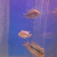 ماهی فلاور سوپر رد دراگون بیگ هد|ماهی|تبریز, |دیوار