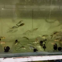 ماهی کوی|ماهی|قم, علی آباد|دیوار