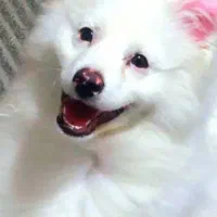 اشپتیز|سگ|اصفهان, عمان سامانی|دیوار