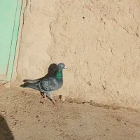 کبوتر پلاک کویت