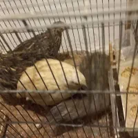 بلدرچین تخمگذار|حیوانات مزرعه|اردبیل, |دیوار