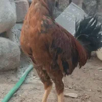 خروس‌فروشی