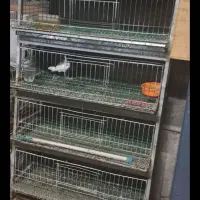 قفس بلدرچین