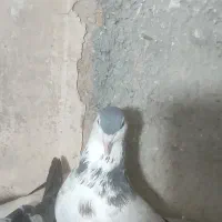 کفتر یا کبوتر|پرنده|چناران, |دیوار