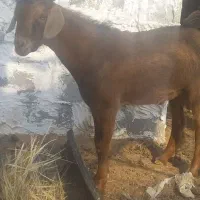 فروش کهر نر چاق درجه یک