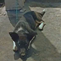 سگ.|سگ|زاهدان, |دیوار