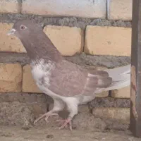 گمشده کبوتر